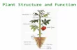 Plant Structure and Function. I. The Vascular Plant Body A. Tissues 3 A. Tissues - 3 types of tissue covers 1. Dermal tissue – tissue which covers a plant.