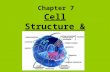 Chapter 7 Cell Structure & Function. Scientists & Discoveries Early 1600’s (Holland): 1st microscope was constructed Anton van Leeuwenhoek (1600’s) used.