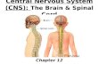 Central Nervous System (CNS): The Brain & Spinal Cord Chapter 12.