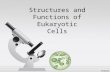 Structures and Functions of Eukaryotic Cells Animal Cell.