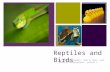 + Reptiles and Birds By: Andrea Gamber, Shelly Nolt, and Kaitlyn DeFernelmont, period 1.