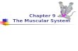 Chapter 9 The Muscular System. Skeletal Muscle Structure Tendon – connect muscle to bone Fascia – outermost covering; covers entire muscle & continuous.