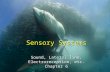 Sensory Systems Sound, Lateral line, Electroreception, etc. Chapter 6.