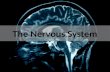 The Nervous System Evolution of the Nervous System.