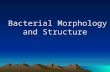 Bacterial Morphology and Structure Bacterial Morphology and Structure.