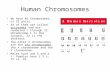 Human Chromosomes We have 46 chromosomes, or 23 pairs. 44 of them are called autosomes and are numbered 1 through 22. Chromosome 1 is the longest, 22 is.