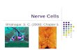 Nerve Cells Bhatnagar, S. C. (2008); Chapter 5. Introduction Two main types of cell in the nervous system: nerve cells and neuroglial cells. Nerve cells.