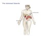 The Adrenal Glands. The Adrenal Glands - Structure.