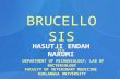 BRUCELLOSIS by HASUTJI ENDAH NARUMI DEPARTMENT OF MICROBIOLOGY; LAB OF BACTERIOLOGY FACULTY OF VETERINARY MEDICINE AIRLANGGA UNIVERSITY.