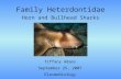 Family Heterdontidae Horn and Bullhead Sharks Tiffany Adams September 25, 2007 Elasmobiology.