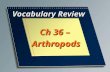 Vocabulary Review Ch 36 – Arthropods. A member of the phylum Arthropoda, which includes invertebrate animals such as insects, crustaceans, and arachnids;