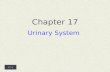 17 -1 Chapter 17 Urinary System. 17 -2  Introduction The urinary system consists of two kidneys that filter the blood, two ureters, a urinary bladder,