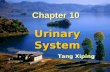 Chapter 10 Urinary System Tang Xiping Contents Glomerulonephritis Glomerulonephritis Pyelonephritis Pyelonephritis Tumors of the kidney and bladder Tumors.
