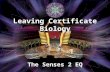 The Senses 2 EQ Leaving Certificate Biology                € 100 € 200 € 300 € 500 € 2,000 € 1,000 € 4,000 € 8,000 € 16,000 € 32,000 €