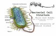 Bacterial Cell Structure Structure Dr. Majid Zare Bidaki (PhD in Microbiology, Assistant professor) Birjand University of Medical Science.