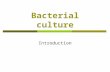 Bacterial culture Introduction. What are bacteria?  Prokaryotic organism  Unicellular  No nuclear envelope around the genomic DNA  Absence of cellular.