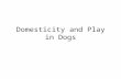 Domesticity and Play in Dogs. Dogs beginning play……. Observe two dogs meeting and greeting: – Dog comes face to snout with another dog. – An intricate.