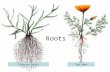 Roots Fibrous RootsTap Root. 1 = emerging lateral root, 2 = lateral root primordium, 3 = root hair nearly fully grown, 4 = mature vessel element, 5 =