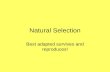 Natural Selection Best adapted survives and reproduces!