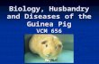 Biology, Husbandry and Diseases of the Guinea Pig VCM 656.