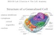 Structure of a Generalized Cell -plasma membrane -cytoplasm: cytosol organelles -nucleus BIO130 Lab 2 Exercise 4 The Cell: Anatomy.