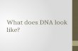 What does DNA look like?. Objectives: I CAN: List two important events that led to understanding the structure of DNA. Describe the basic structure.