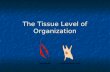 The Tissue Level of Organization. What are the body tissues? Epithelial tissue Epithelial tissue Connective tissue Connective tissue Nervous tissue Nervous.