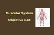 Muscular System Objective 1.04. 1.04 Remember the structures of the muscular system The Muscular System Comprises nearly half our weight. Over 650 muscles.