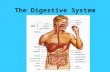 The Digestive System. 3 Functions of the digestive system DIGESTION ABSORPTION ELIMINATION.