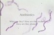 Antibiotics What are they? How are they made? How are they abused?