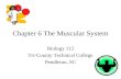 Chapter 6 The Muscular System Biology 112 Tri-County Technical College Pendleton, SC.