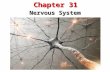 Chapter 31 Nervous System. 31.1 The Neuron Functions of the Nervous System The nervous system collects information about the body’s internal and external.