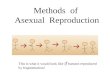 Methods of Asexual Reproduction This is what it would look like if humans reproduced by fragmentation!