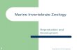 Reproduction & Development 1 Marine Invertebrate Zoology Reproduction and Development.