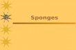Sponges. Classes of Sponges  There are three different classes of sponges: –______________.