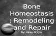 Bone Homeostasis: Remodeling and Repair By: Haley Drayer.