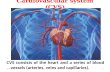 08/10/20151 Cardiovascular system (CVS) CVS consists of the heart and a series of blood vessels (arteries, veins and capillaries).