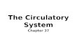 The Circulatory System Chapter 37. Functions of the Circulatory System: Circulatory systems are used by large organisms that cannot rely on diffusion.