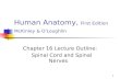 1 Human Anatomy, First Edition McKinley & O'Loughlin Chapter 16 Lecture Outline: Spinal Cord and Spinal Nerves.