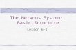 The Nervous System: Basic Structure Lesson 6-1. Objectives: Identify Parts of the Nervous System Describe the functions of the Nervous System.
