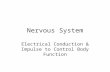 Nervous System Electrical Conduction & Impulse to Control Body Function.