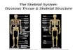 The Skeletal System- Osseous Tissue & Skeletal Structure.