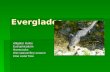 Everglades Alligator Holes EutrophicatiomHammocks Wet season/Dry season Kloe water flow.