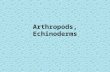Arthropods, Echinoderms. Phylum Arthropoda Characteristics –Largest group of animals –Have jointed appendages which include legs, antennae, claws and.