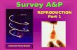 Instructor Terry Wiseth Survey A&P REPRODUCTION Part 1.