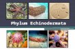 Phylum Echinodermata. The Basics Symmetry ▫ All echinoderms have pentaradial symmetry ▫ BUT… they develop from bilateral larvae  Body Openings ▫ Two,