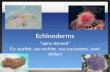 Echinoderms “spiny skinned” Ex: starfish, sea urchins, sea cucumbers, sand dollars.
