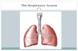 The Respiratory System. Parts of Respiratory System Nasal Cavity Pharynx Larynx Trachea Bronchi Bronchioles Alveoli Lungs Pleura.