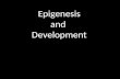 Epigenesis and Development. What is meant by “epigenesis”? “epi” from Greek meaning “on” or “above” “genesis” = from Greek, meaning "origin,” “creation”