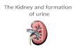 The Kidney and formation of urine. Objectives State the main functions of the kidney Label a diagram to illustrate the location of the kidneys, ureters.